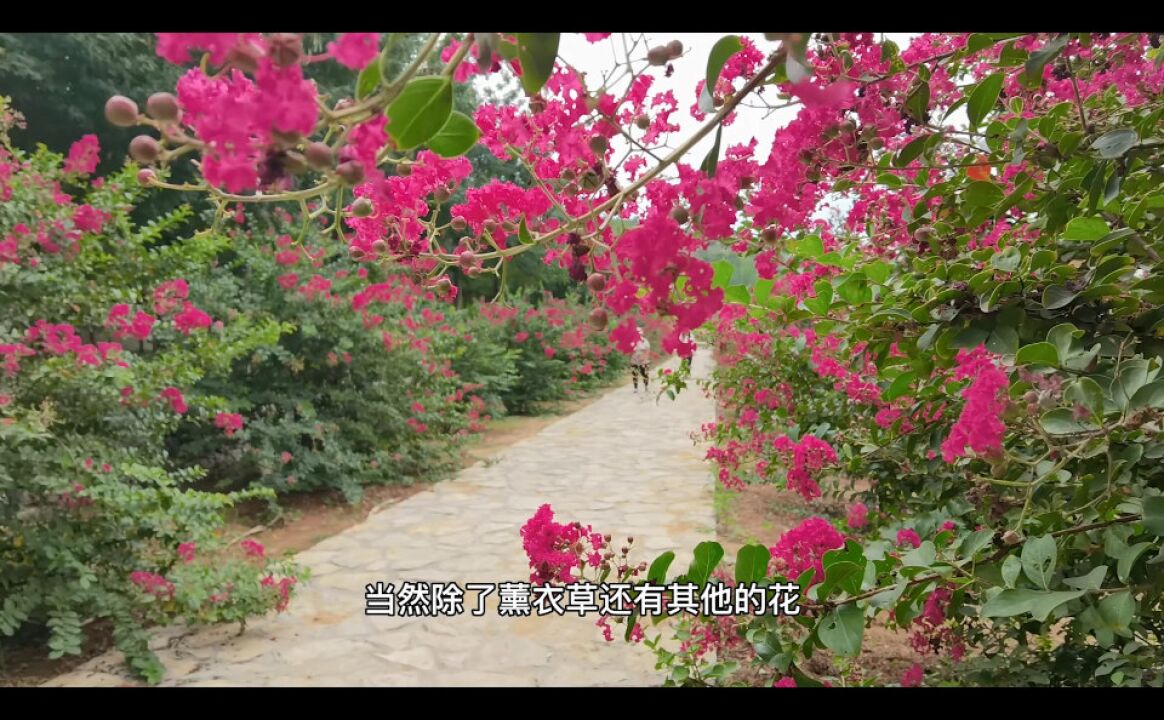 嘉祥最火的网红景点,花海打卡、露营遛娃,一个不能少