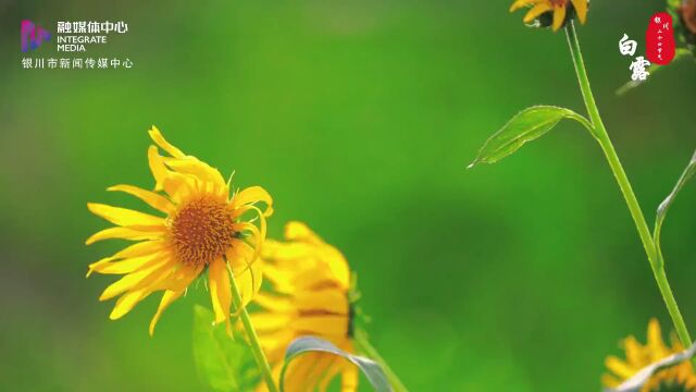 扩散丨今夜,全银川有雨!中秋节假期天气竟是这样……