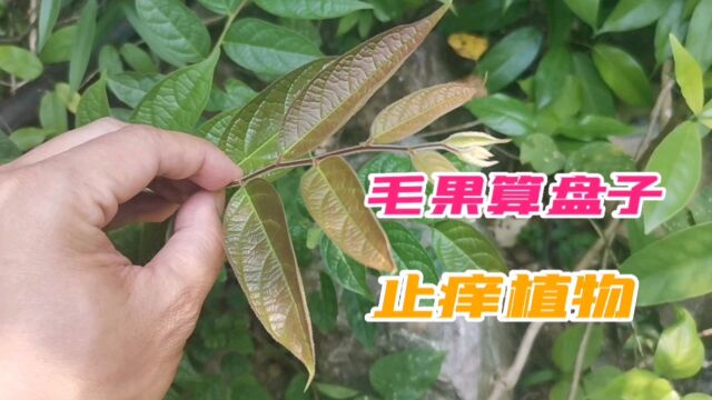 止痒植物“毛果算盘子”,我们一起了解!