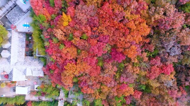 太美了!接下来的一段时间九如山是这样的……