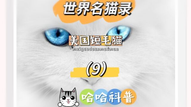 世界名猫录美国短毛猫(9)