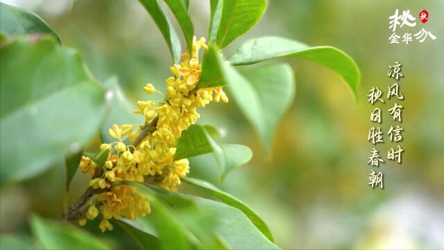 今日秋分,回看一场金华夏日“电影”,道声再见