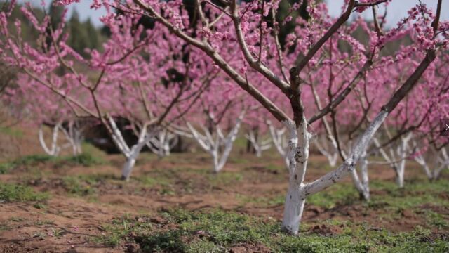 寺外桃源讲花卉 第一集《桃树的移栽方法和要点》