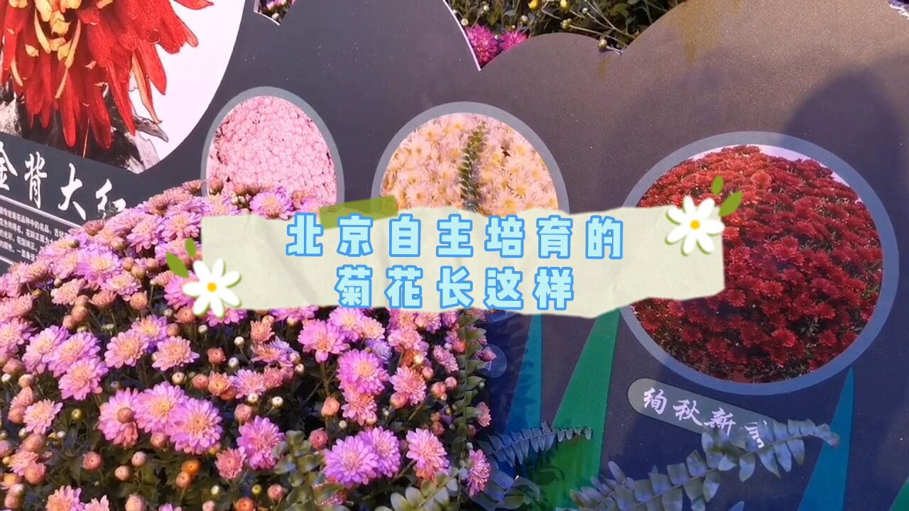 视频|北京自主培育的菊花长这样