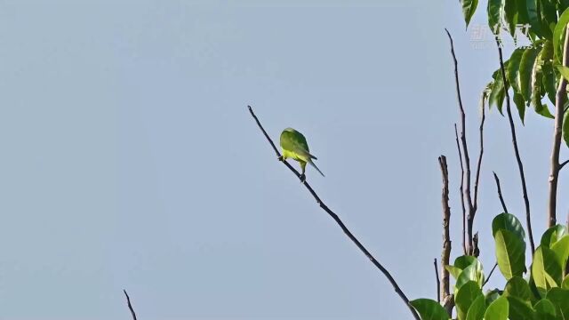 早安春城|好消息!昆明这里将新建7条市政道路