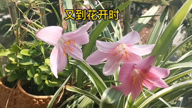 又到花开时