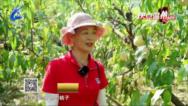 【温视频】永嘉:金秋蜜桃红 游客乐采摘