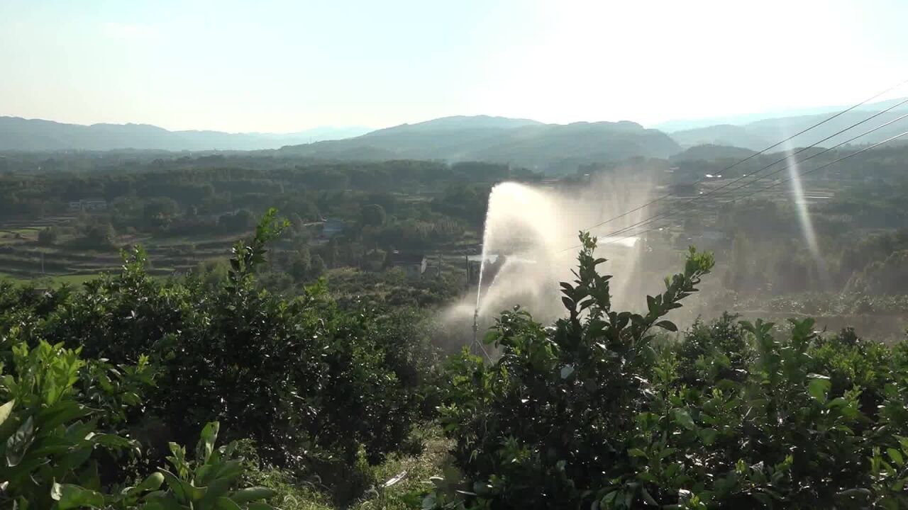 澧县:科学节水灌溉 力争稳产保收