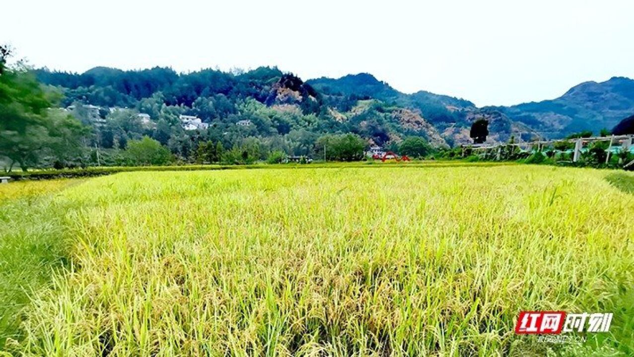 张家界芭茅稻:铺就乡村振兴新“稻”路