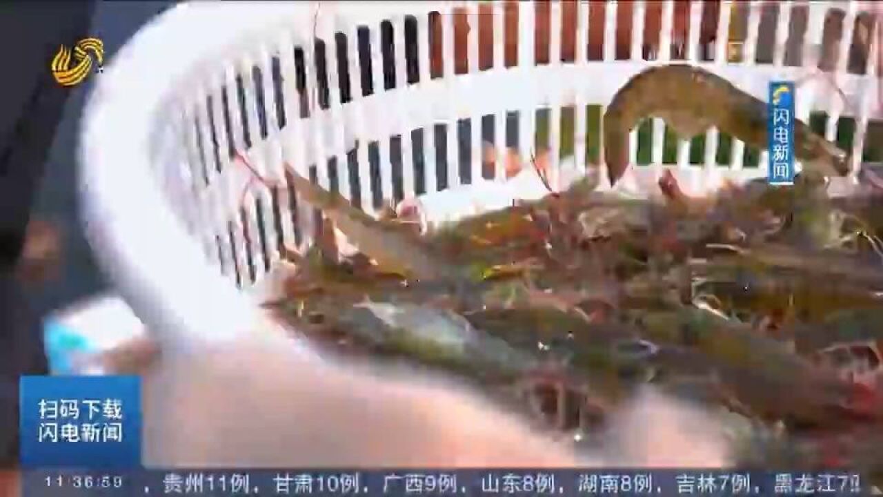 领航中国ⷥ‘江河湖海要食物:白对虾“安家”晒盐田