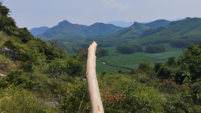 山河广西相地“回山顾祖”石穴开窝现润土,前朝重峦叠嶂呈奇峰