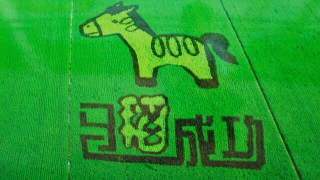 广东东莞东城区周屋稻谷田园,今年的画图是美丽家园壮观吧