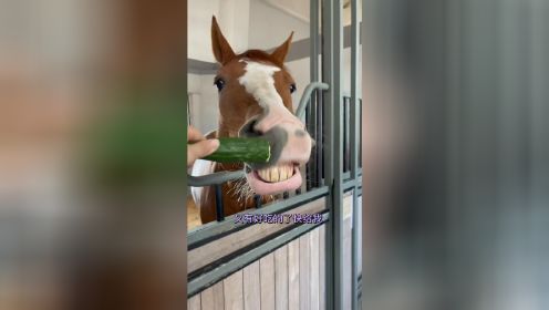 马儿第一次吃黄瓜#马 #宠物成精啦 #尼寇是匹马