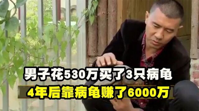 男子花530万买了3只病龟,4年后靠病龟赚了6000万,成为行业大佬