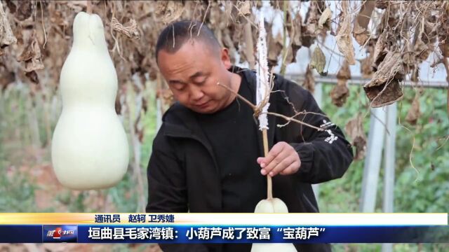 垣曲县毛家湾镇:小葫芦成了致富“宝葫芦”