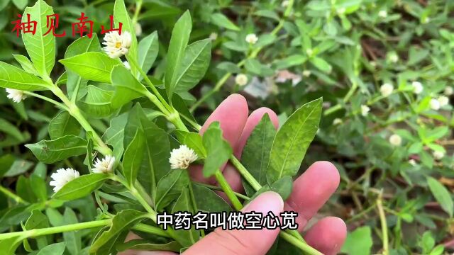 水花生到底能不能结果?好多人都误解了,看完涨知识