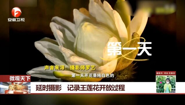 深圳:摄影师精彩延时摄影,记录王莲花开放过程