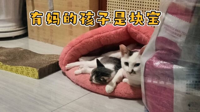 有猫的孩子是块宝