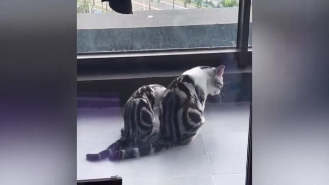 喵咪神同步 #猫咪的迷惑行为 #喵星人 #猫里猫气