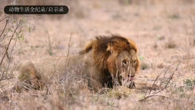 曼德乌雄狮:威武又帅气!承担起主导雄狮的作用,保卫领地安全