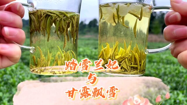 都是花茶,踏雪兰妃跟茉莉花茶的区别在哪里,哪一款会更好呢