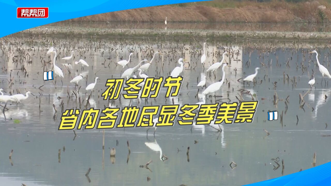 白鹭嬉戏、银杏盛放!初冬时节,福建这些地方尽显冬季美景!