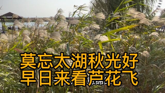 苏州太湖湖滨国家湿地公园——莫忘太湖秋光好,早日来看芦花飞.