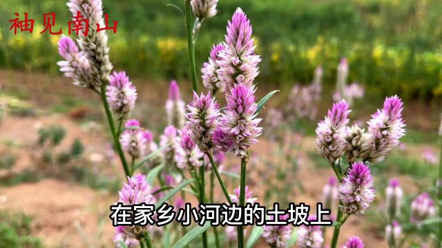 这就是青葙又叫“野鸡冠花”,好多人不知道它,价值很珍贵