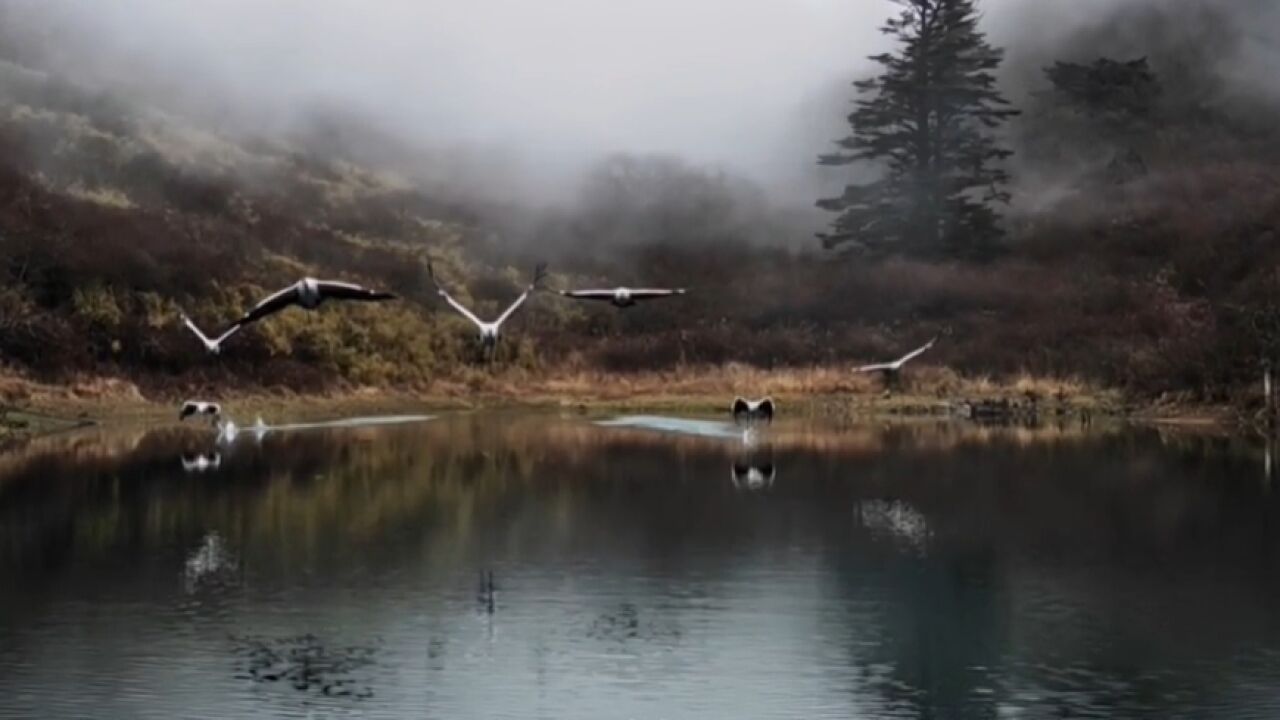 30秒丨“鸟类大熊猫”黑颈鹤首次现身四川峨眉山景区