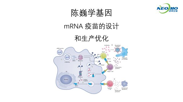 【陈巍学基因】mRNA疫苗的设计和生产优化