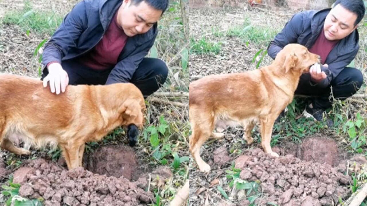 狗妈妈刨土叼回死亡幼崽,死死咬住不松口,主人见状十分心酸