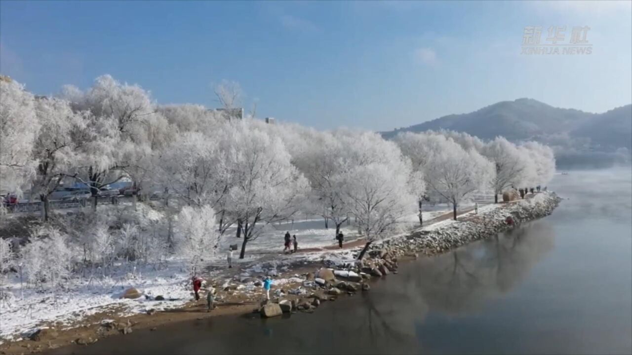 寒江雪柳 玉树琼花——吉林松花江畔迎来雾凇美景