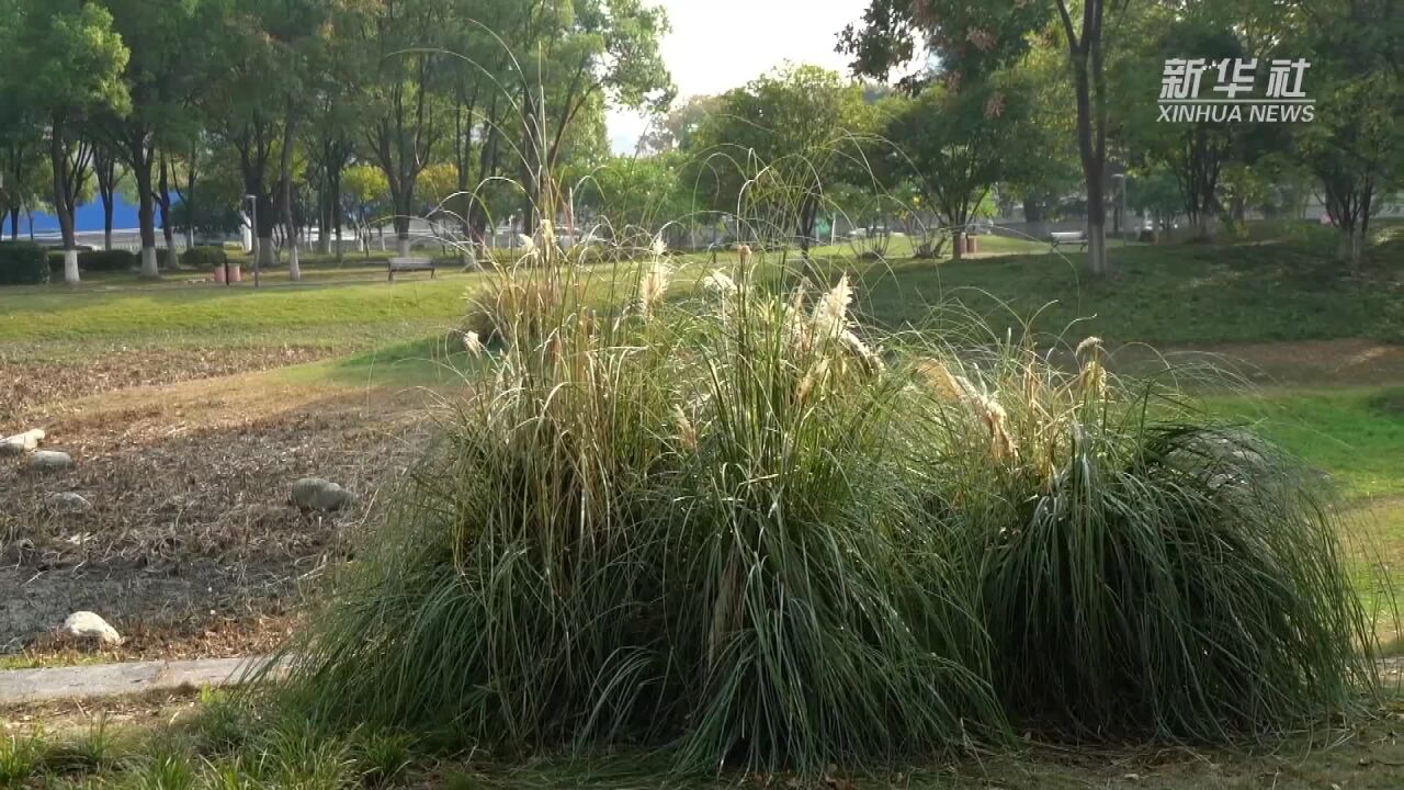 新华全媒+|武汉:小微湿地户外课堂助力培养中小学生生态环保理念