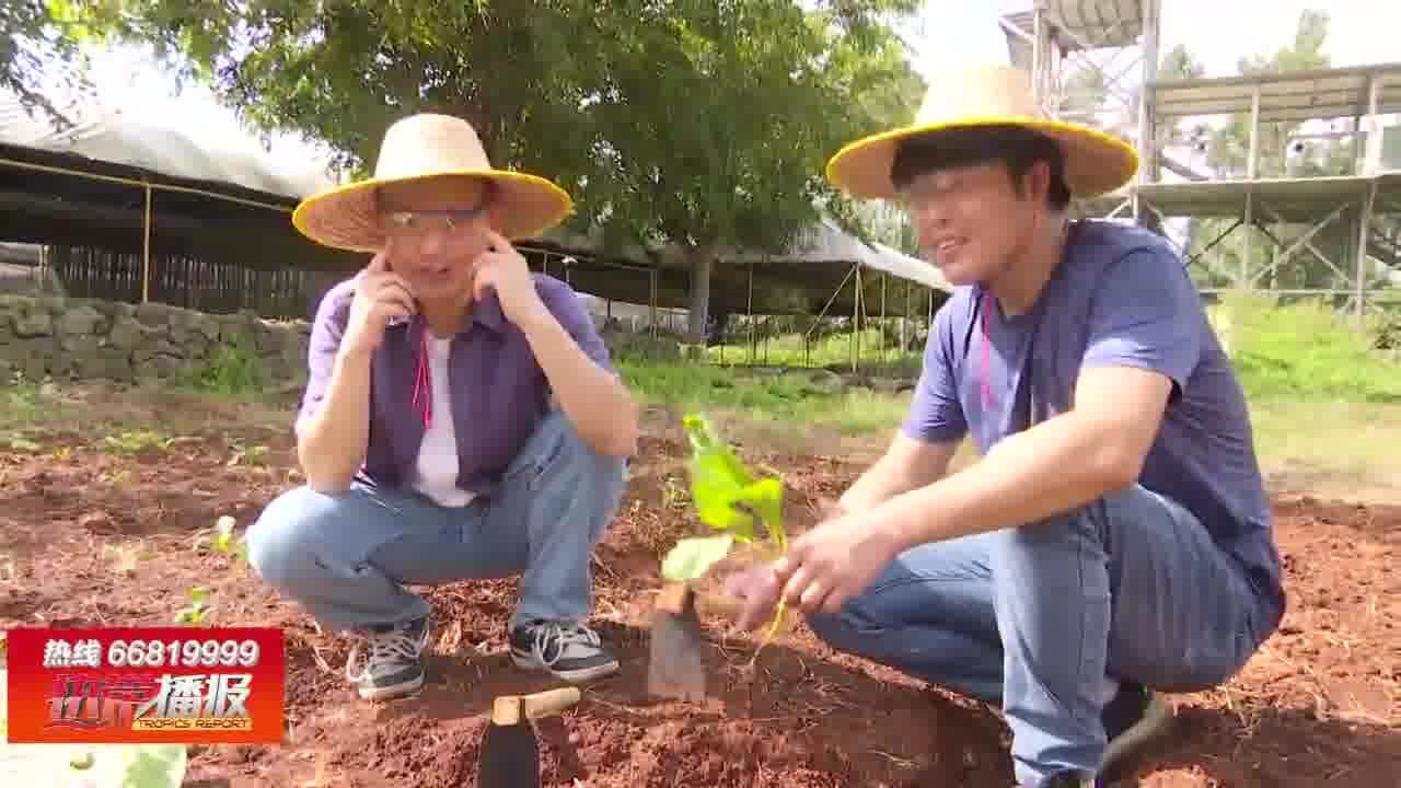 晨兴种豆石山下 夕露沾衣乐趣长