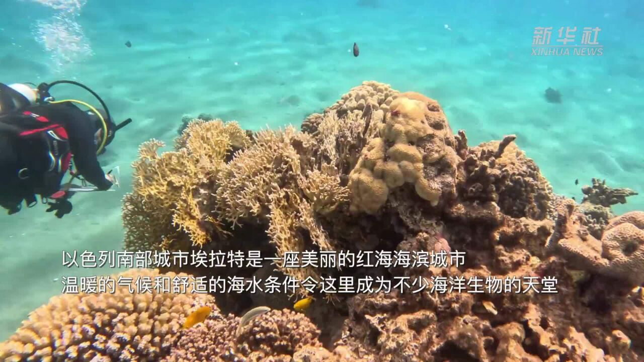 多姿多彩的以色列红海海底世界