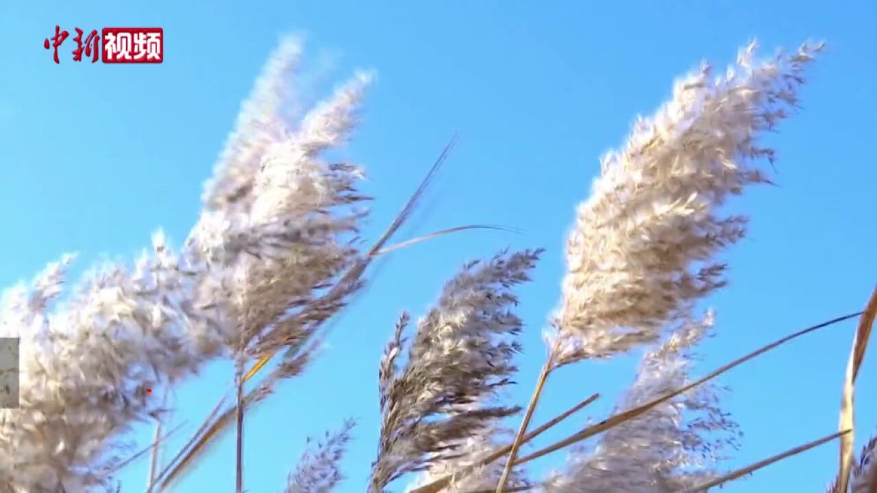 黑龙江:兴凯湖畔湿地芦苇摇曳生姿