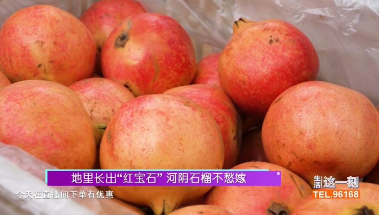 地里长出“红宝石” 河阴石榴不愁嫁