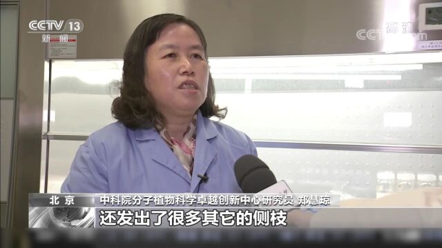 国际首次!中国空间站种出的水稻种子回家了