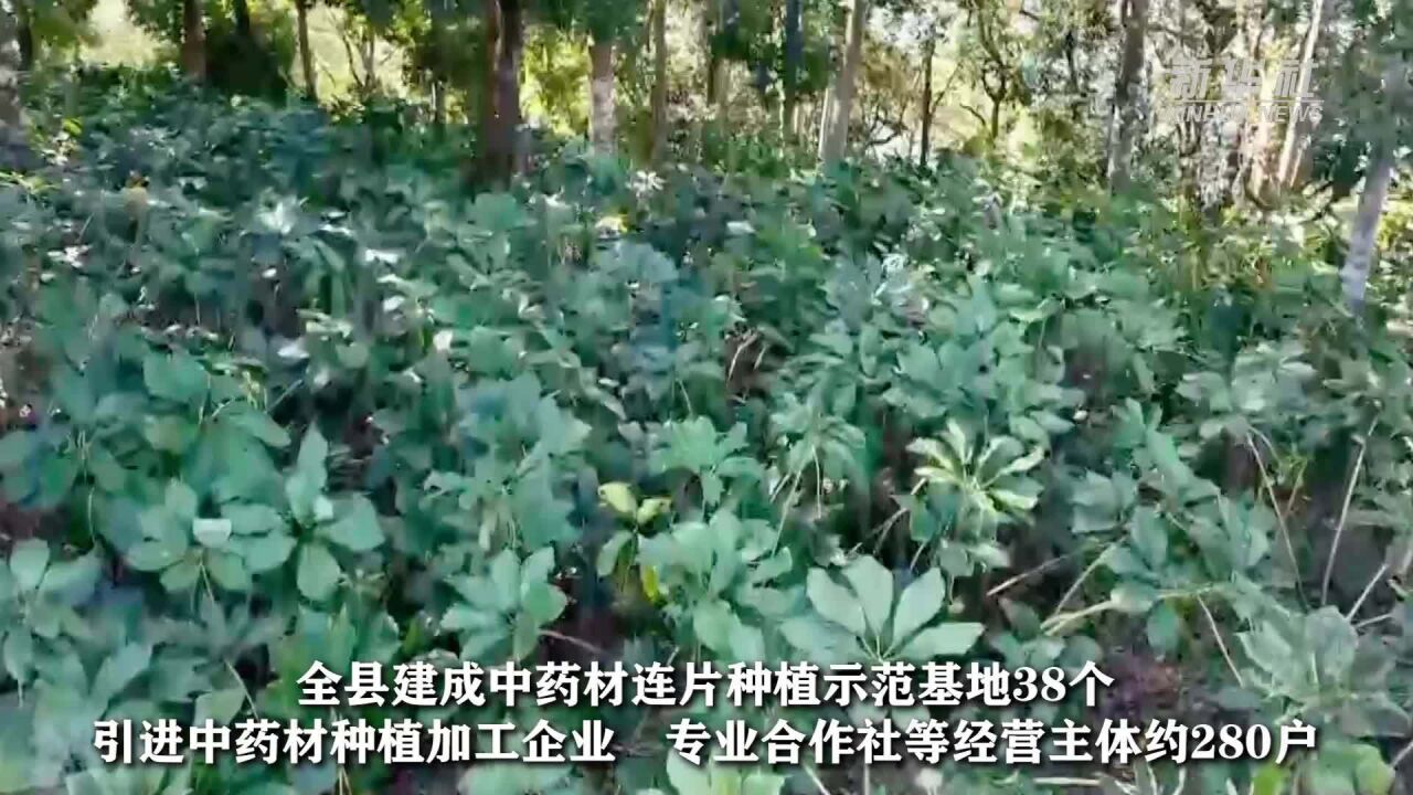 云南双柏:中药材种植助农增收