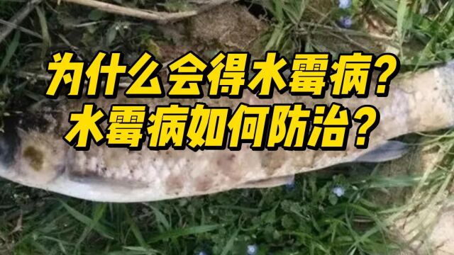 为什么会得水霉病?水霉病如何防治?