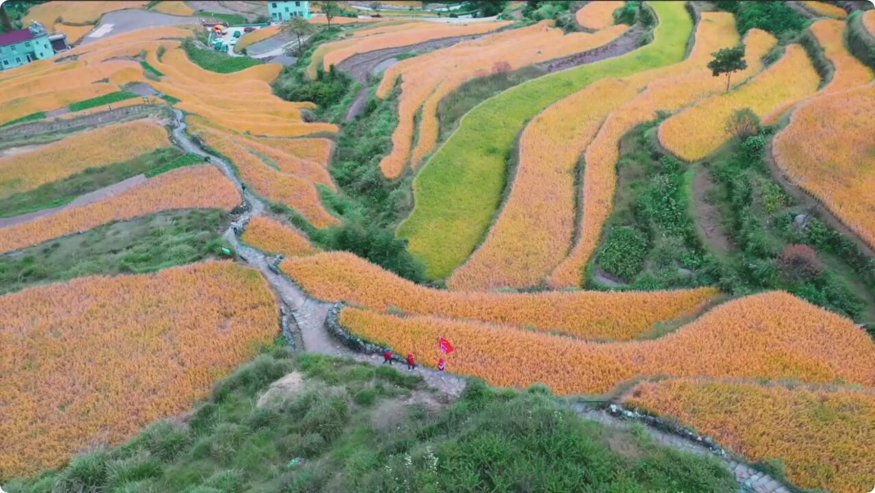 瞰中国|浙江天台:香米丰收电助力 高山共筑致富路