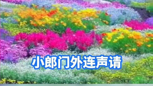 豫剧伴奏 小郎门外连声请 《花打朝》选段.