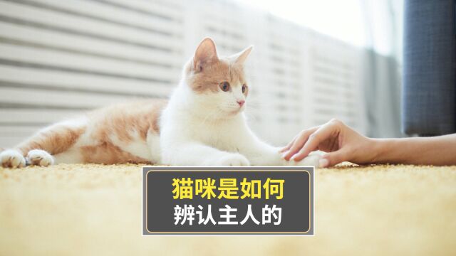 猫咪是如何辨认主人的?