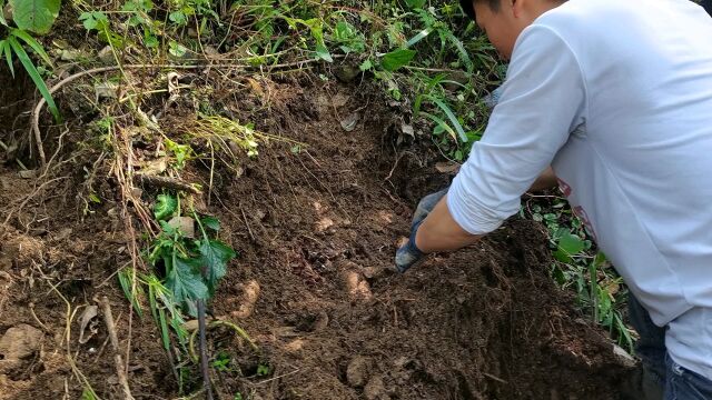 淘宝,收索店铺,云南昭通人家土特产,买天麻,超便宜,产地农家直发,没有中间商哦