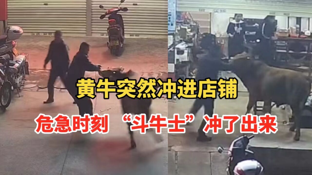 黄牛冲进店铺,众人纷纷尖叫逃跑,危急时刻,他化身“斗牛士”