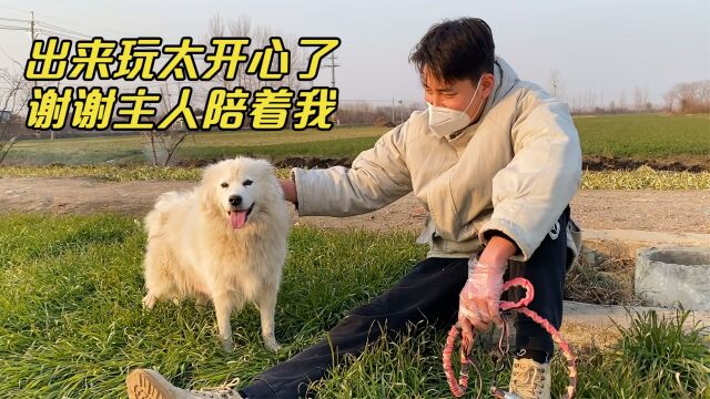 曾经流浪的萨摩犬,从卑微害怕到信任人类,终于露出了久违的笑容