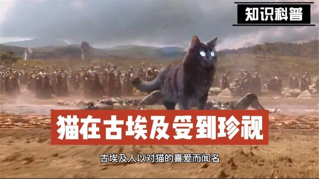 猫,为什么在古埃及如此受到珍视呢?