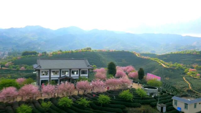 龙岩漳平樱花