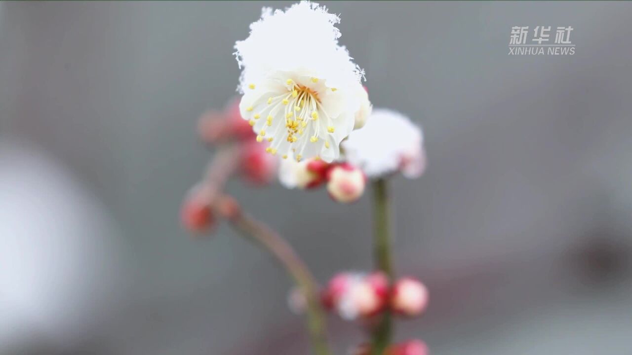 重庆南川:梅花傲雪美如画