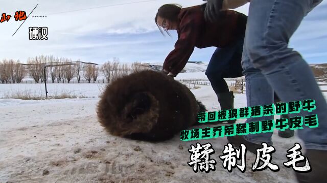 山地硬汉:牧场主乔希带回被狼群猎杀的400磅野牛肉鞣制皮毛